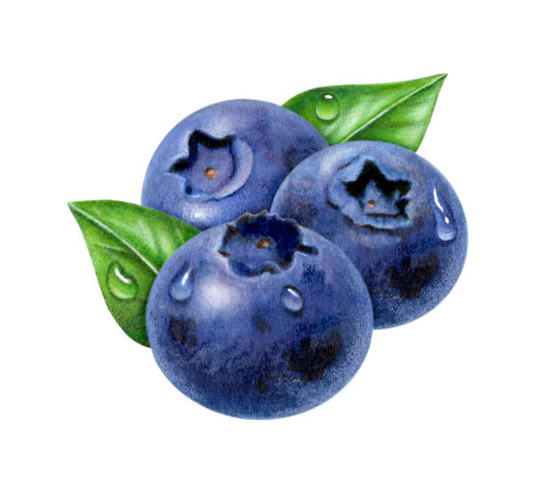 an illustration of three blueberries and leaves.